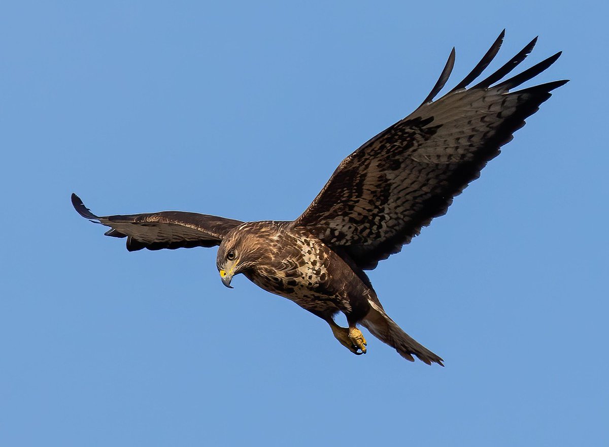 CEDaR (@cedar__ni) on Twitter photo Big news! We're launching a children’s training course this weekend!🚸
CEDaR has organised a children’s Raptors ID training course with NI Raptor Study Group & NI School of Falconry on Saturday, May 3rd from 11am-3pm at <a href="/ufm_cultra/">Ulster Folk Museum</a> 🪶🦅Tickets (limited): shorturl.at/rkokX Big news! We're launching a children’s training course this weekend!🚸
CEDaR has organised a children’s Raptors ID training course with NI Raptor Study Group & NI School of Falconry on Saturday, May 3rd from 11am-3pm at <a href="/ufm_cultra/">Ulster Folk Museum</a> 🪶🦅Tickets (limited): shorturl.at/rkokX
