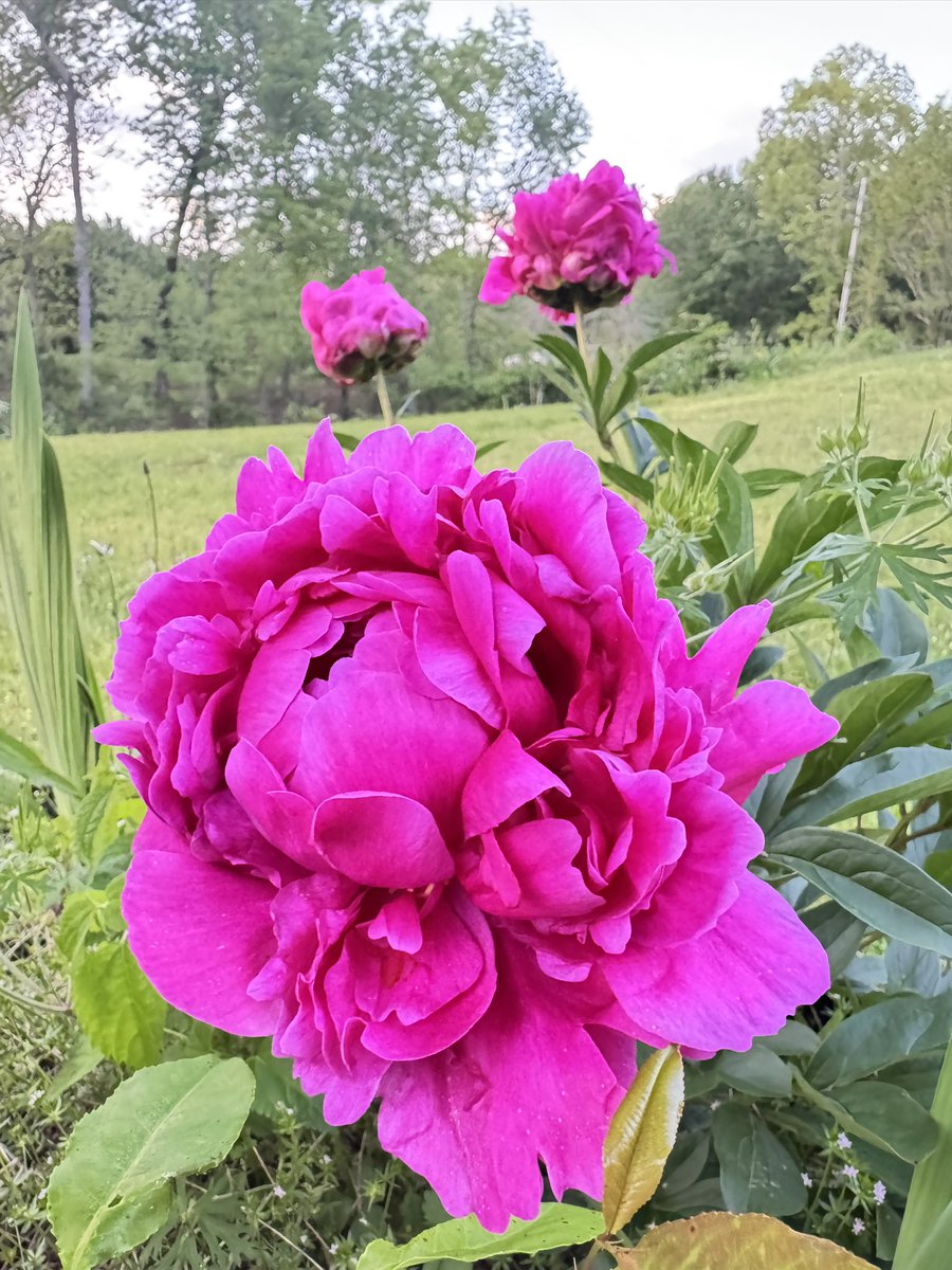#MagentaMonday #peony