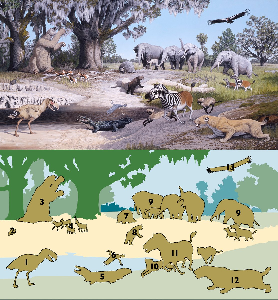 #SciArt Spotlight 🎨 Florida Pliocene
Scientific art helps to illustrate Florida's evolving ecosystems, bringing life to the fossils we display in our exhibits.

🗝️ Check out the art + key for gomphotheres, early artiodactyls and more fossils:
floridamuseum.ufl.edu/exhibits/blog/…