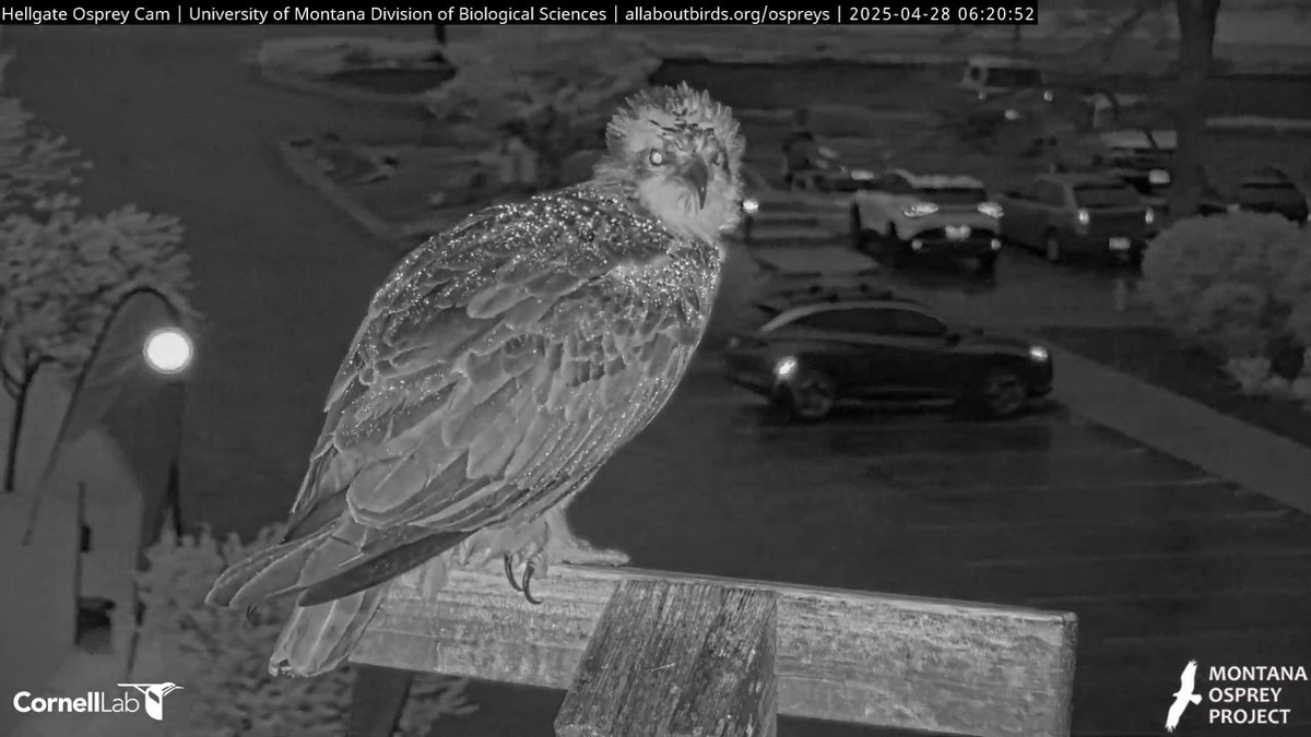 Hellgate Osprey tweet media