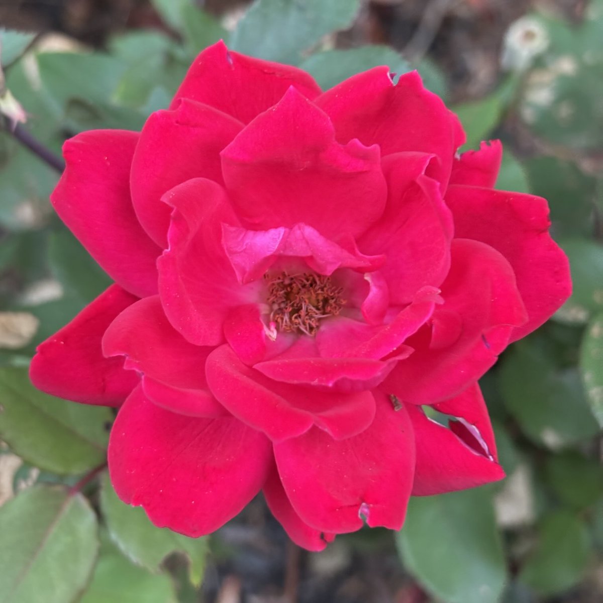 LeeWeber's tweet photo. Complete this.
Roses are red… https://t.co/RbTcWXFHKV