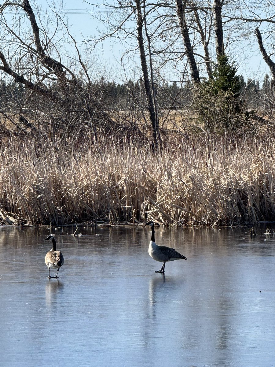 I call this picture “Canada on thin ice”
Important day Canada. Get out and vote!
🇨🇦🇨🇦🇨🇦🇨🇦🇨🇦🇨🇦🇨🇦🇨🇦🇨🇦🇨🇦🇨🇦🇨🇦🇨🇦
