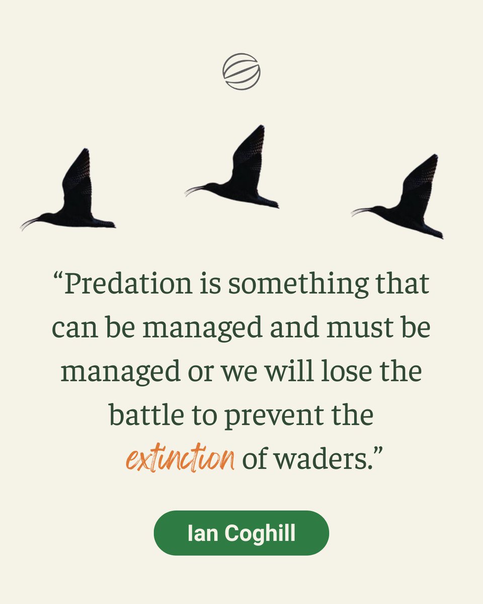 Curlew decline isn’t a mystery. Without local predator control, these iconic birds won’t survive. We know the cause - now we need action.

'Extinction by changing the subject' - Ian Coghill writes on #ScribehoundCountryside

Read more
scribehound.com/countryside/sh…