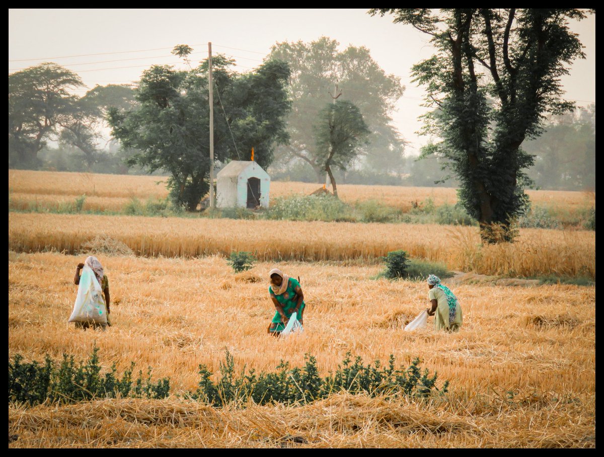 Collecting what the harvester missed or dropped. #Punjab #Harvest