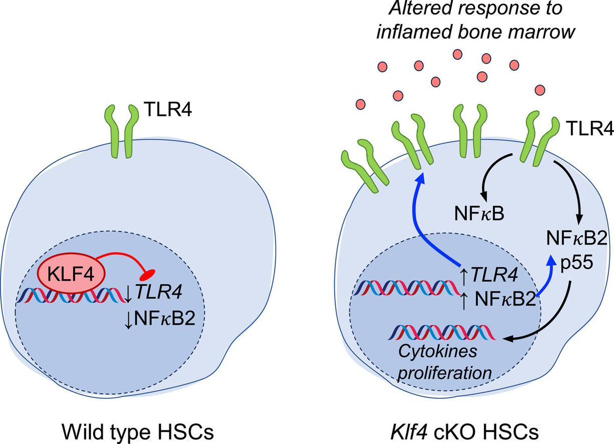 ISEH (@isehsociety) on Twitter photo Stay up-to-date and explore the latest findings in the April Issue of #ExpHem from <a href="/FerrellLabVUMC/">Ferrell Lab</a>, Dominique Bonnet, Daniel Lacorazza, and more β‘οΈ exphem.org/current Stay up-to-date and explore the latest findings in the April Issue of #ExpHem from <a href="/FerrellLabVUMC/">Ferrell Lab</a>, Dominique Bonnet, Daniel Lacorazza, and more β‘οΈ exphem.org/current