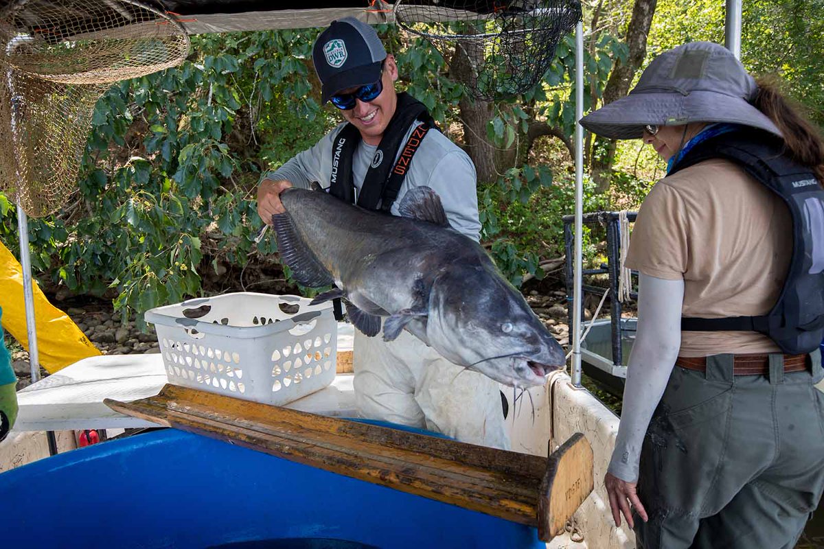 VDACS (@vaagriculture) on Twitter photo 🐟 Virginia is tackling blue catfish by putting it on the menu! Be on the lookout for the next grant round this fall.
🔗 Read more: ow.ly/Nbi650VIRnx
📸<a href="/VirginiaDWR/">Virginia Department of Wildlife Resources</a>
#SustainableSeafood #InvasiveSpecies #BlueCatfish #VirginiaAgriculture 🐟 Virginia is tackling blue catfish by putting it on the menu! Be on the lookout for the next grant round this fall.
🔗 Read more: ow.ly/Nbi650VIRnx
📸<a href="/VirginiaDWR/">Virginia Department of Wildlife Resources</a>
#SustainableSeafood #InvasiveSpecies #BlueCatfish #VirginiaAgriculture