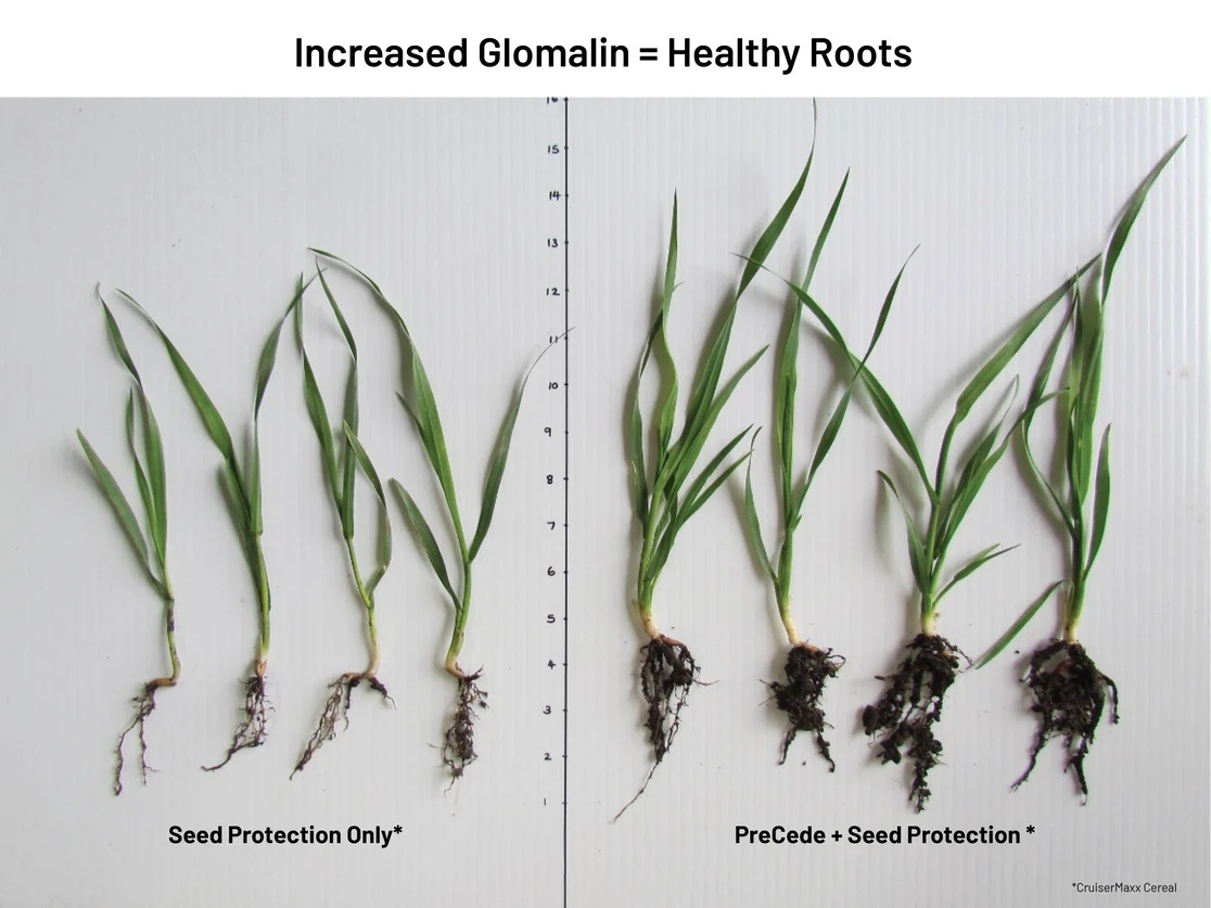 PreCede seed nutrient dressing drives bigger roots and produces more root snot (glomalin). Superior rooting and glomalin are critical in the spring since they drive moisture &amp; nutrient uptake. At ATP, we let the results + data do the talking. Learn more: hubs.li/Q03k60VQ0