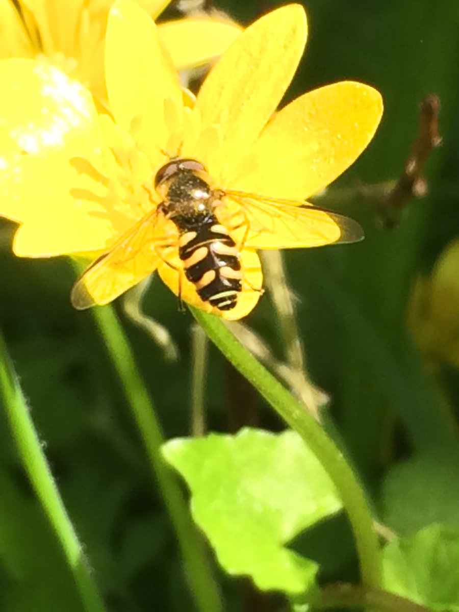reverse_city's tweet photo. hoverfly https://t.co/Iaa3geeEsV