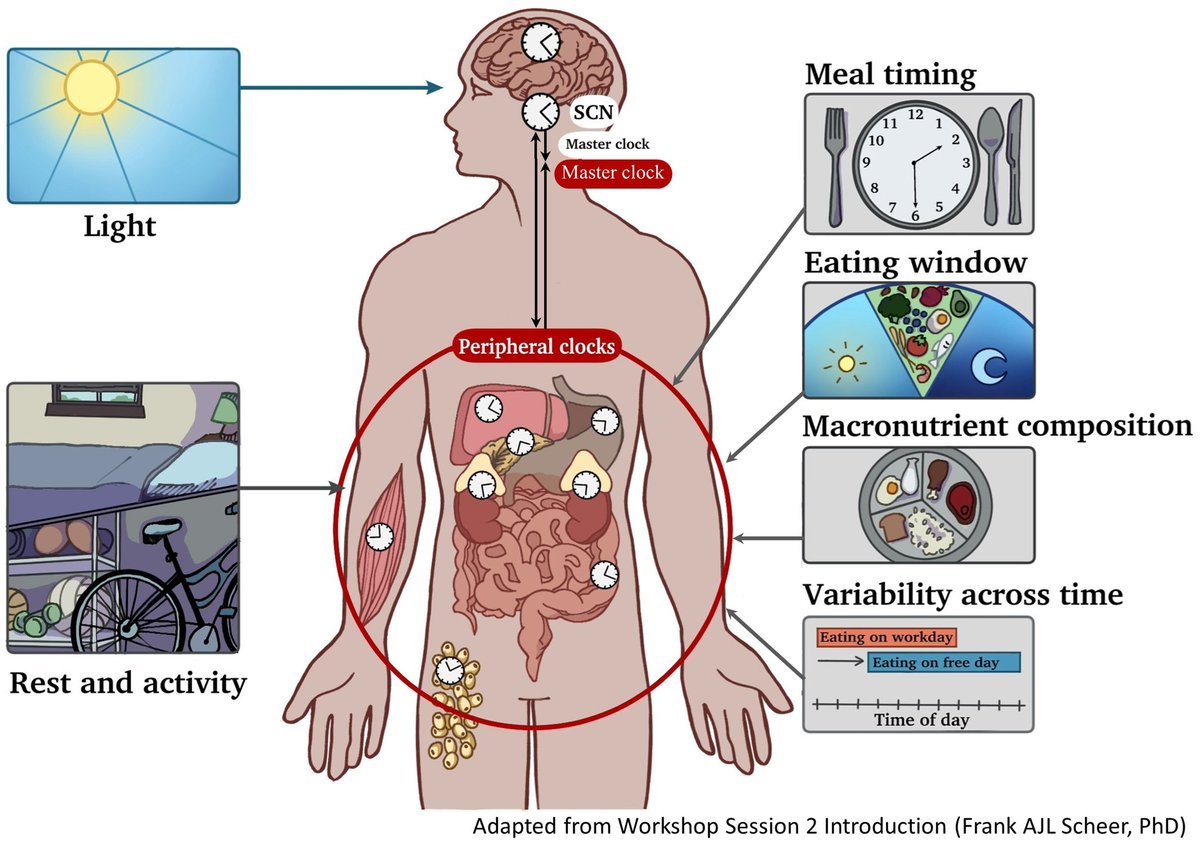 Advancing Chrononutrition for Cardiometabolic Health: A 2023 National Heart, Lung, and Blood Institute Workshop Report

ahajournals.org/doi/10.1161/JA…