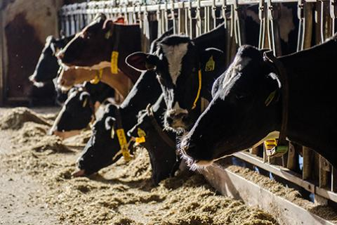 MUExtAgEnviron's tweet image. Join MU Extension’s Women in Dairy for fun and fellowship! On April 30 in Philipsburg, tour two novelty grain bins that have been converted to AirBnB properties before enjoying lunch together. Don’t miss out on this unique experience! extension.missouri.edu/events/women-i…