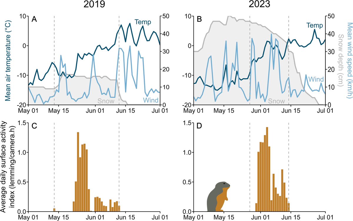 Demers et al. on lemming sunbathing behaviour in spring. I was there the first year when this was noticed and I was so puzzled! Here is the answer 6 years later! 

"Spring fever: collared lemmings warm up above the snow despite predation risk"

➡️frontiersin.org/journals/ecolo…