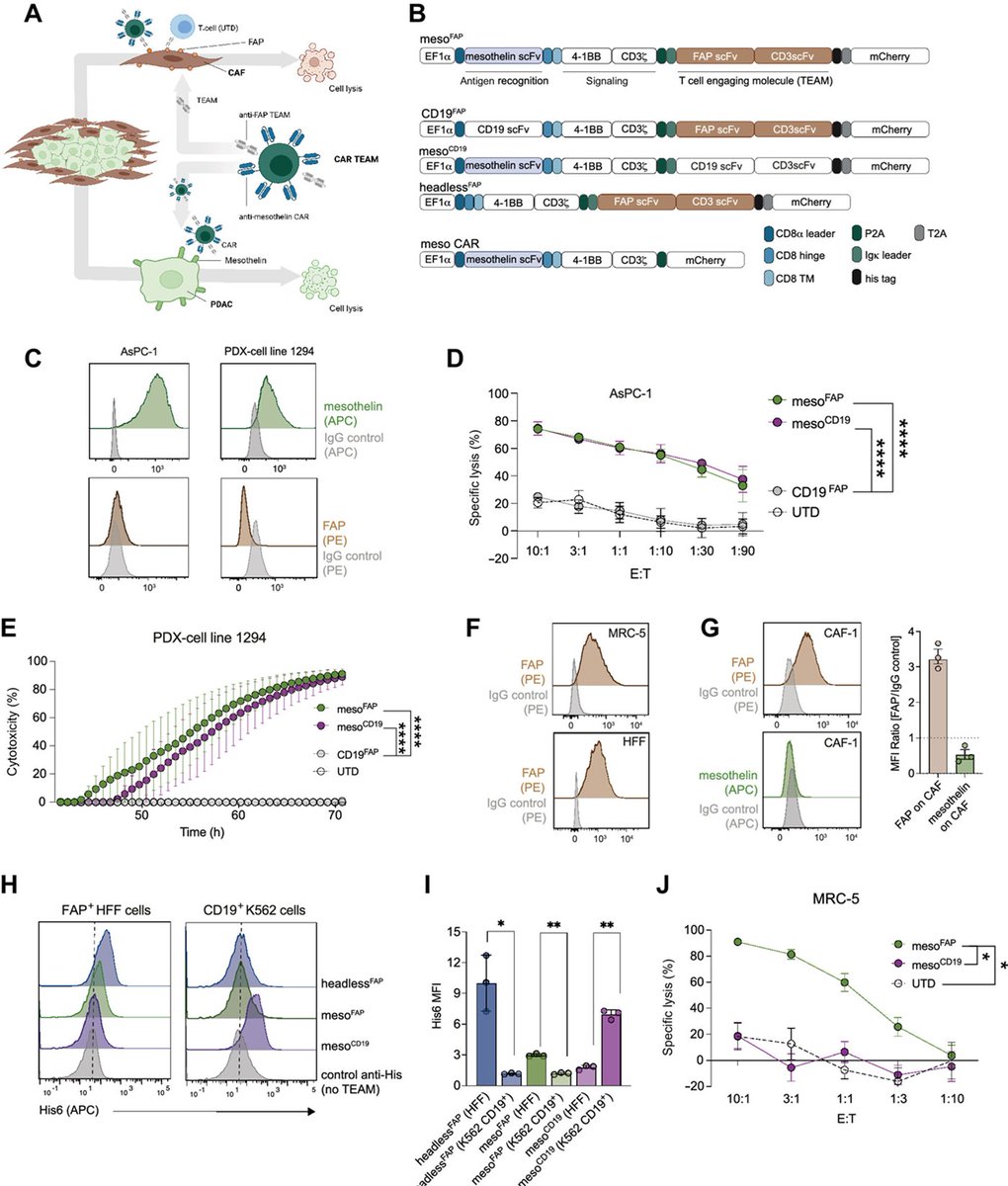Clinical Cancer Research (@ccr_aacr) on Twitter photo If you are attending the #AACR25 session Innovative Technologies Driving Advances in Cancer Research, you might be interested in similar work from speaker <a href="/MarcelaMaus/">Dr Marcela Maus</a>. brnw.ch/21wSgHq If you are attending the #AACR25 session Innovative Technologies Driving Advances in Cancer Research, you might be interested in similar work from speaker <a href="/MarcelaMaus/">Dr Marcela Maus</a>. brnw.ch/21wSgHq