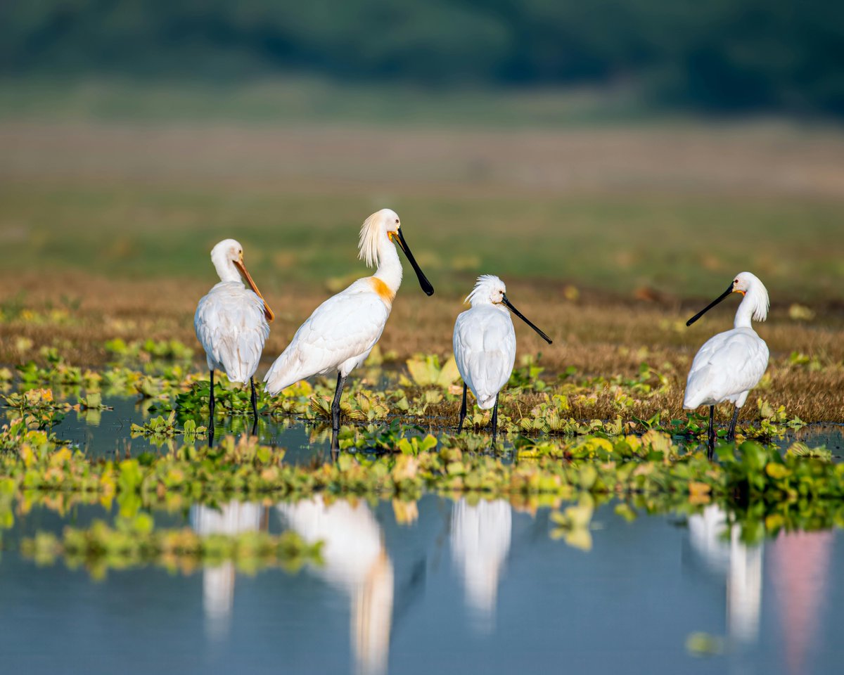 🌱 What are Nature-Based Solutions?

Nature-based Solutions (NBS) describe various techniques that increase our resilience to climate impacts while supporting ecosystem regeneration.

For more information visit ➡️ …ywatermanagementscheme.commonplace.is/proposals/abou…

#Innovation #FloodManagement