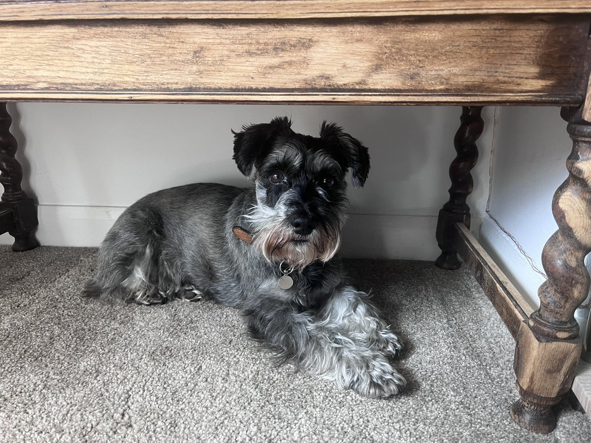 naiwallace's tweet image. A friend under my desk today