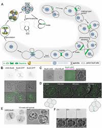 American Society for Cell Biology (@ascbiology) on Twitter photo From MBoC
Roles for the canonical polarity machinery in the de novo establishment of polarity in budding yeast spores, by <a href="/McMurraylab/">MichaelMcMurraylab</a>, @cuanschutz, et al.
molbiolcell.org/doi/10.1091/mb⦠#ASCB #CellBiology From MBoC
Roles for the canonical polarity machinery in the de novo establishment of polarity in budding yeast spores, by <a href="/McMurraylab/">MichaelMcMurraylab</a>, @cuanschutz, et al.
molbiolcell.org/doi/10.1091/mb⦠#ASCB #CellBiology