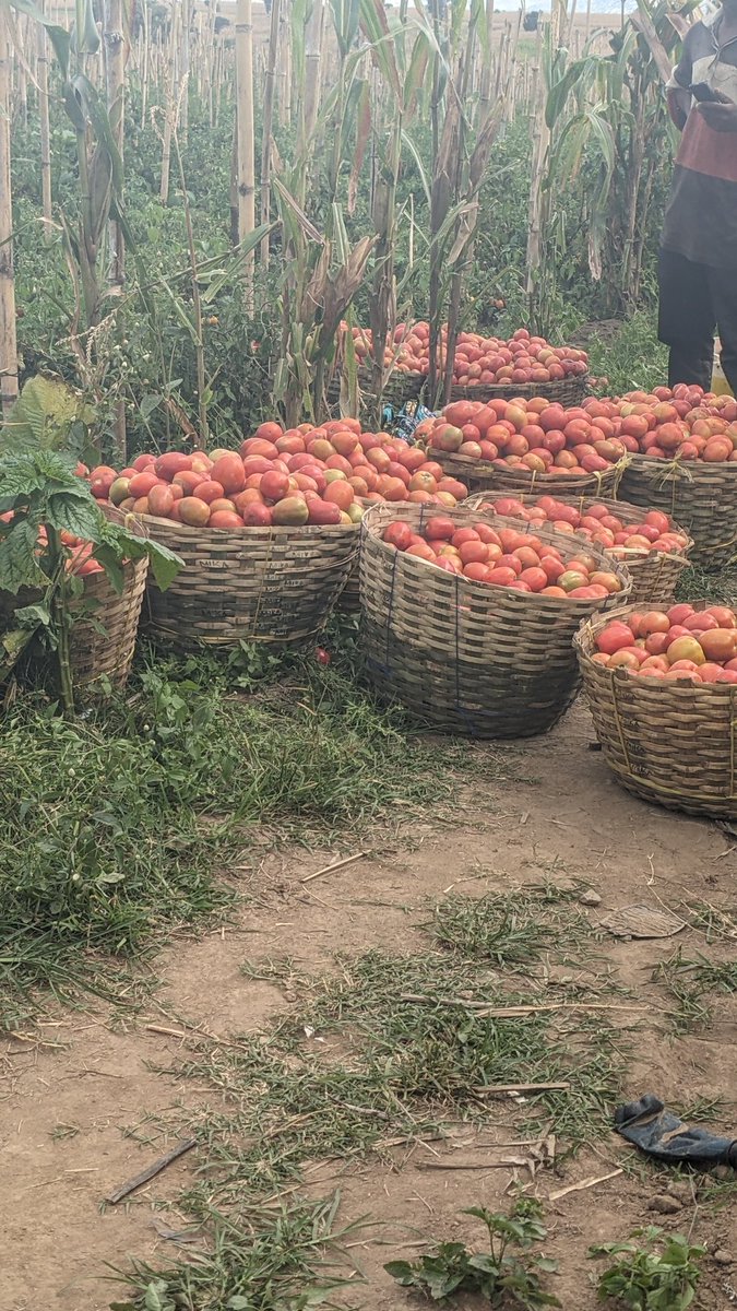 TichaMandevu's tweet image. Gari ya kwanza Ile inasepa. Ya pili Mali ni shindili😂. KILIMO kwetu ni kama mpira kwa aucho ni kugusa TU. Tunajitafuta 💪