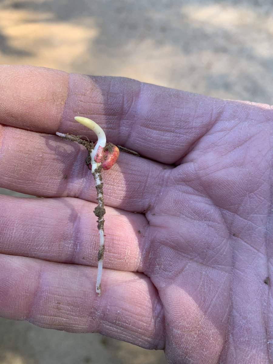 3 days after plant 
Nutricharge ,CCAT 
32% N
AV4713PCE