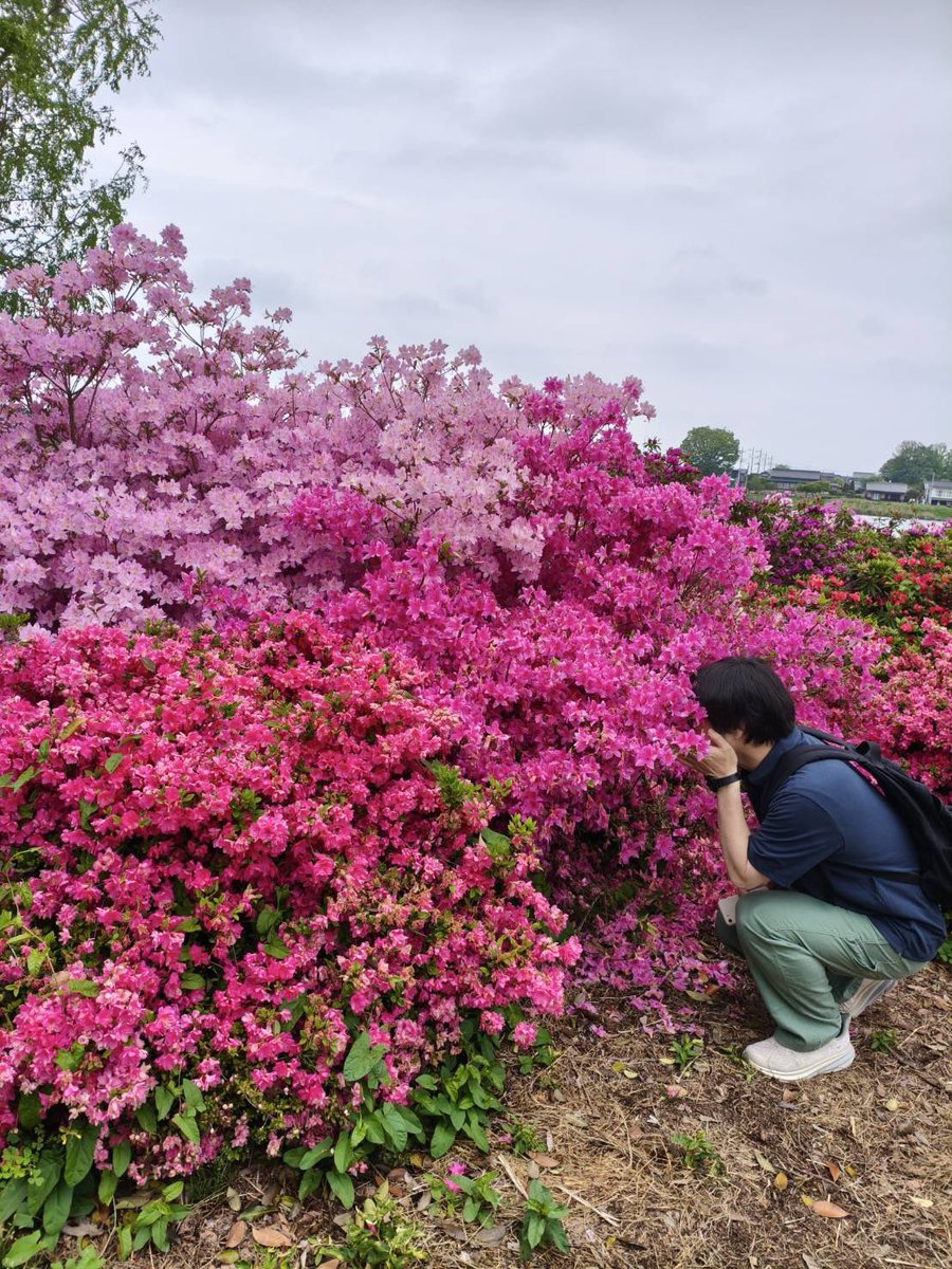 mainitipan's tweet photo. つつじが岡公園のツツジ
今年も素晴らしかった✨✨😭

＃館林 https://t.co/pMQfeezIQm