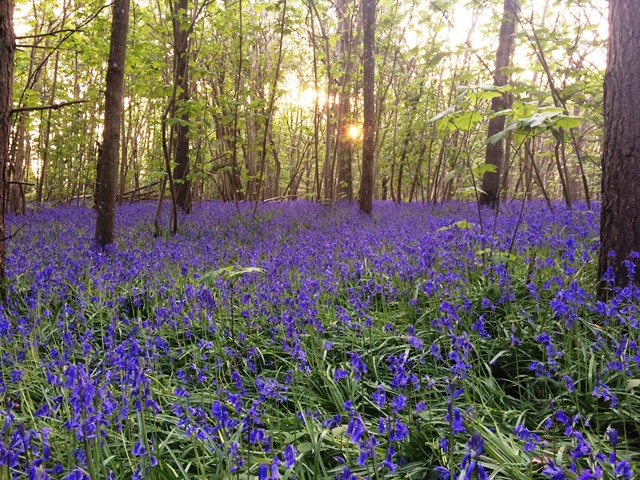 Community Chef Spring Update 2025 - mailchi.mp/f2dc3a400b82/c…