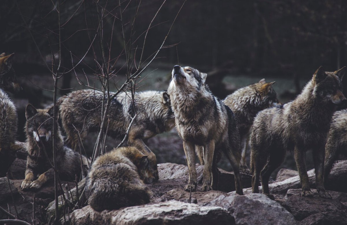 Wolves don’t have alphas.
They have moms and dads. 🐺❤️
I write sci-fi, and animals are a huge part of both my story's LOR and my heart.
Today, let’s bust one of the biggest myths about wolves. (Thread 🧵)