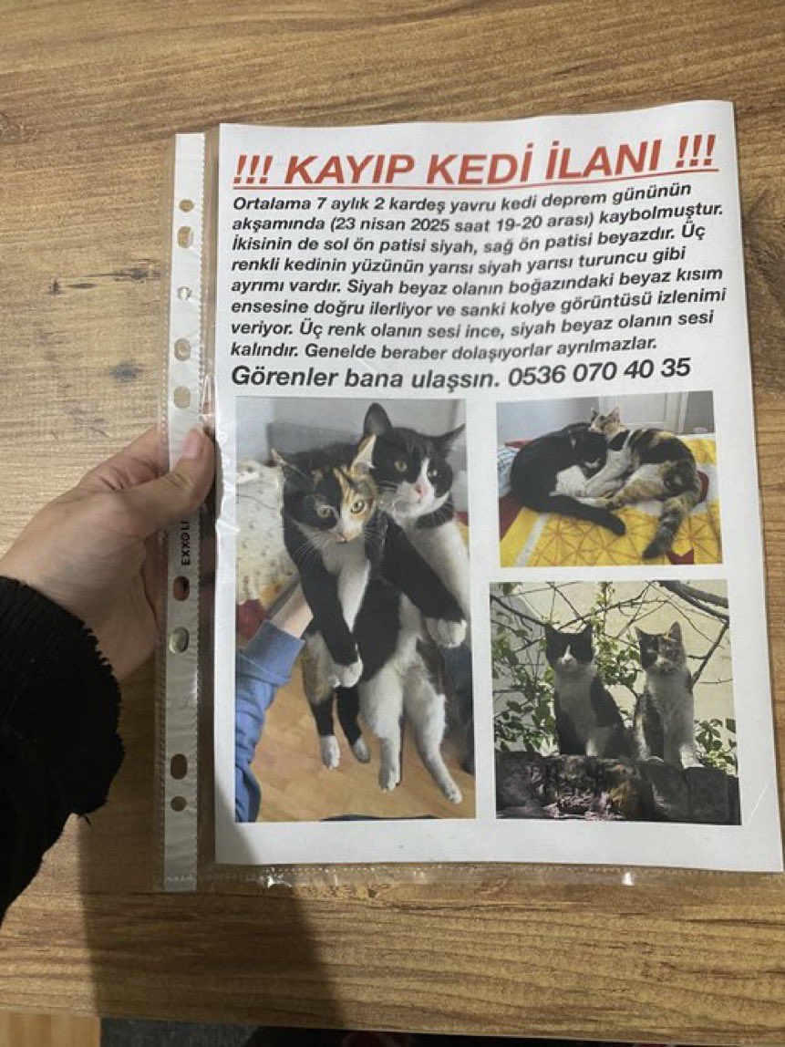 İki kedi de kayıp birisi bulup eve almış olabilir yayar mısınız 🙏