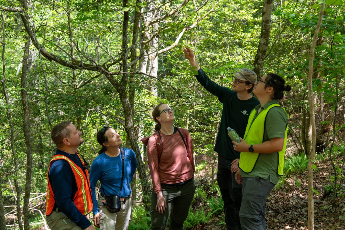 Field teams from <a href="/AtlBotanical/">Atlanta Botanical Garden</a> and <a href="/SCBotGarden/">SC Botanical Garden</a> visited populations of #Magnolia pyramidata in South Carolina, finding significant flowering on mature individuals. They'll collect seed later this year to increase genetic diversity of the species' ex situ metacollection
