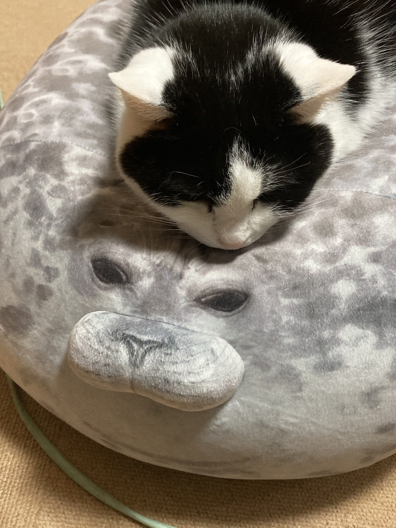 猫太 (@nekotaro21) / X 猫太 (@nekotaro21) / X