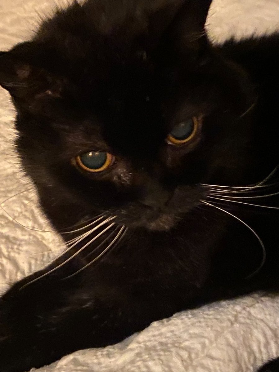 SqueakynBB (@squeakynb) on Twitter photo Good Monday morning ๐บ
Back to having workmen in the house ๐
<a href="/DebraD17888013/">Debra D</a> <a href="/IndyCatBear1/">IndyCatBear</a> <a href="/Andy18512371/">Maggie and ๐ Scribbles ๐</a> <a href="/starbuckssue/">๐Tia ๐งกPhoebe ๐โค๏ธAngel Plum ๐๐Angel Boo โ
๏ธ๐โ
๏ธ</a> <a href="/MrsToggit/">Pickle ๐ค๐คFinlay๐งก๐ค & ๐Skweek ๐ค๐ค & ๐Bubble๐ค</a> <a href="/Wackelkasper/">Oscar, Sunny&Barney ๐๐</a> <a href="/AmbassacatBXL/">Titi</a> <a href="/MrNibs3/">Mr. Nibs๐</a> <a href="/Marina935home/">Marina Mueller</a>
#SuperSeniorCatsClub Good Monday morning ๐บ
Back to having workmen in the house ๐
<a href="/DebraD17888013/">Debra D</a> <a href="/IndyCatBear1/">IndyCatBear</a> <a href="/Andy18512371/">Maggie and ๐ Scribbles ๐</a> <a href="/starbuckssue/">๐Tia ๐งกPhoebe ๐โค๏ธAngel Plum ๐๐Angel Boo โ
๏ธ๐โ
๏ธ</a> <a href="/MrsToggit/">Pickle ๐ค๐คFinlay๐งก๐ค & ๐Skweek ๐ค๐ค & ๐Bubble๐ค</a> <a href="/Wackelkasper/">Oscar, Sunny&Barney ๐๐</a> <a href="/AmbassacatBXL/">Titi</a> <a href="/MrNibs3/">Mr. Nibs๐</a> <a href="/Marina935home/">Marina Mueller</a>
#SuperSeniorCatsClub