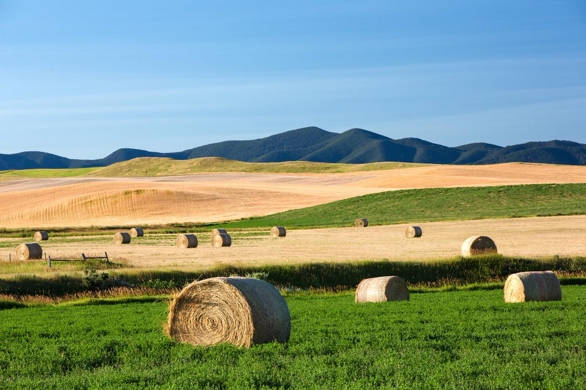Our type of Monday morning blues.

#MTAg #MontanaAg #MTAgriculture