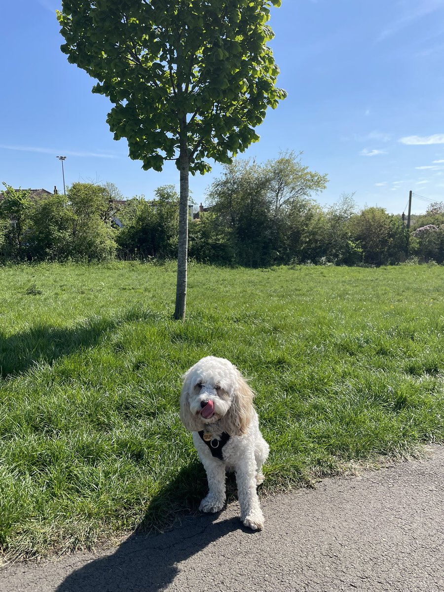 Daisy Dog tweet media