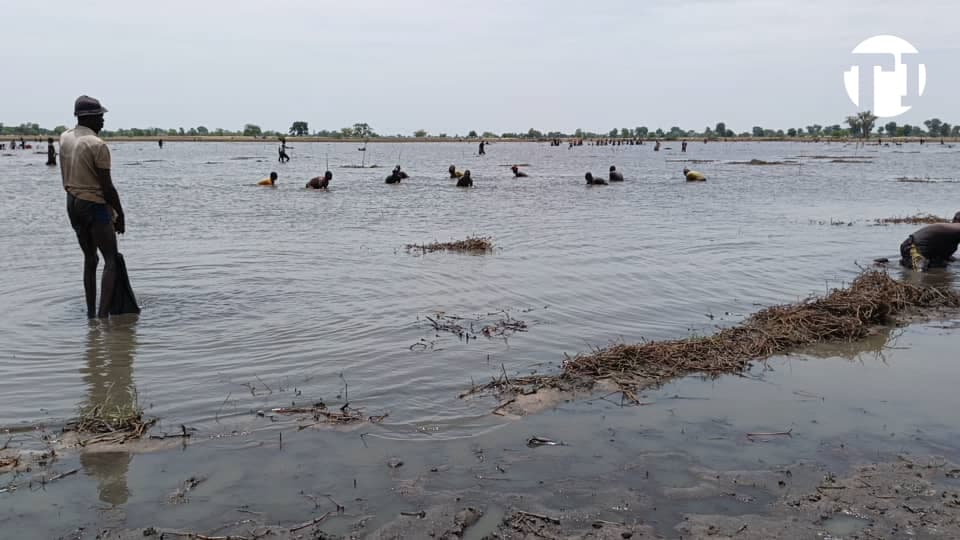 tchadinfos's tweet photo. Les habitants de #Begada, dans le Logone oriental, participent ce 28 avril 2025 à une pêche collective. Ce moment de solidarité et de partage permet de profiter des ressources aquatiques tout en consolidant les liens au sein de la communauté. #Tchad 🇹🇩 https://t.co/seGwrw898g