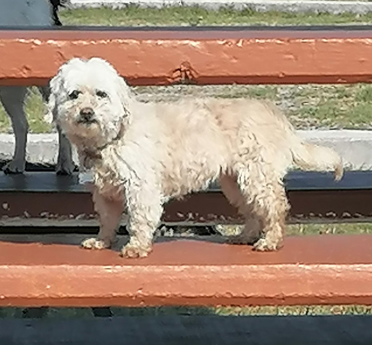 Como no va a estar bonito el cielo si esta perrita ya esta allá arriba 🥹