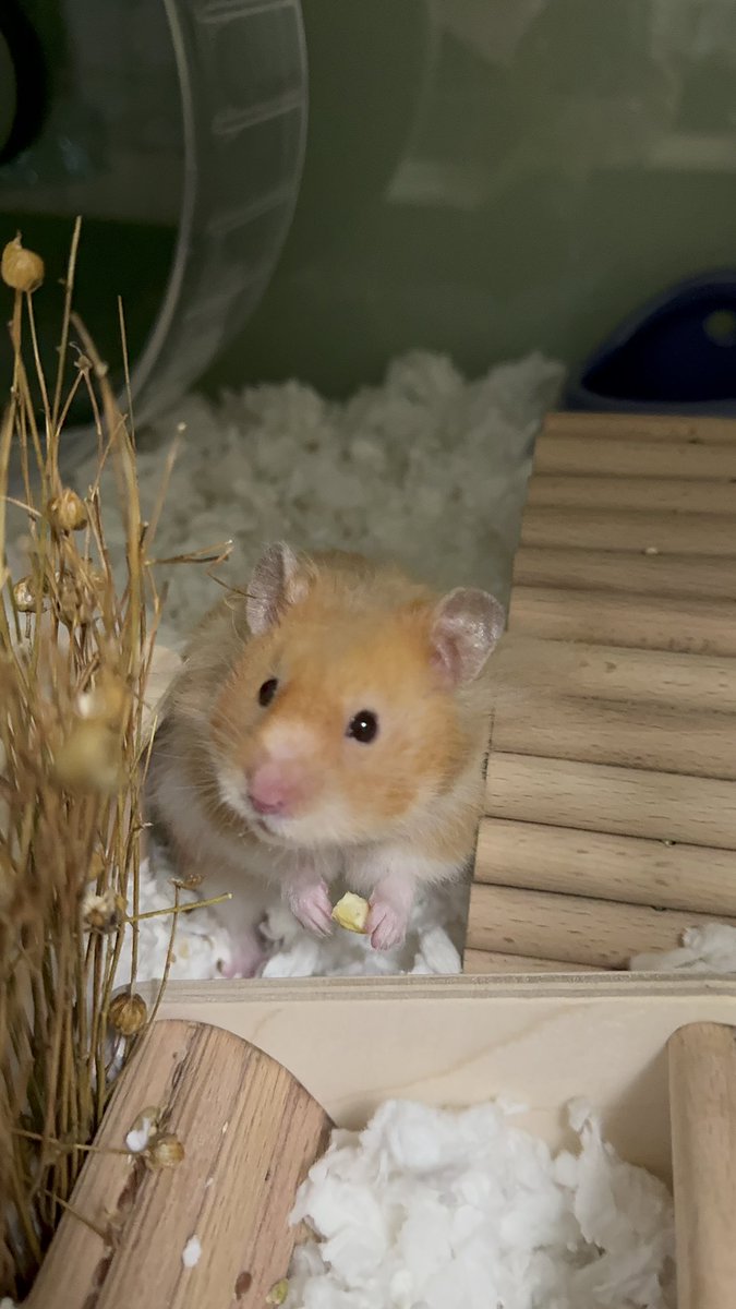 🐹OnlyHams🐹 & other pets tweet media