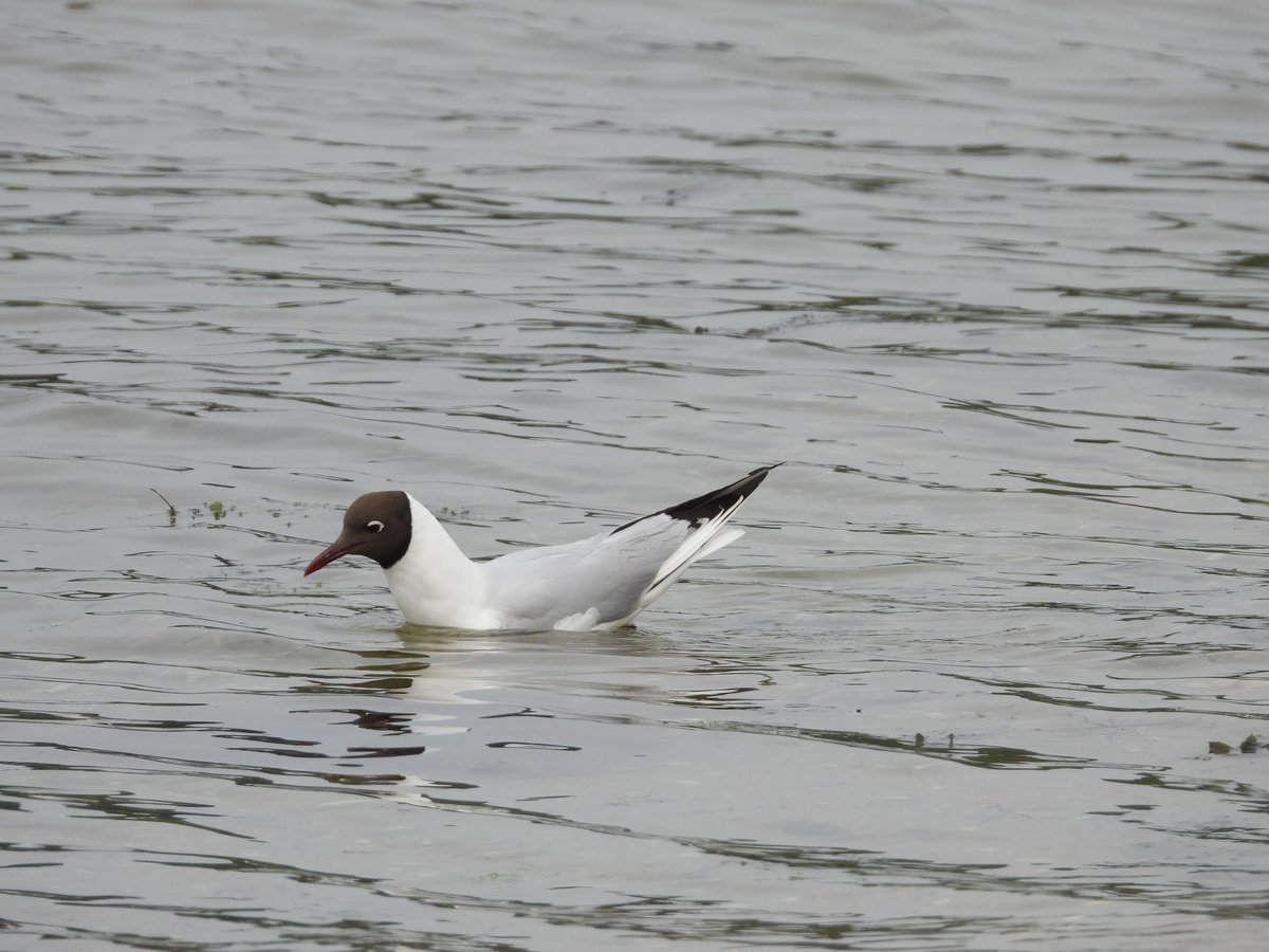 Some lovely birds we've seen recently around Poole Harbour 😍 Enjoying looking at birds and listening to their songs is for everyone, whether you're a full time birder or just like to notice what's around you!