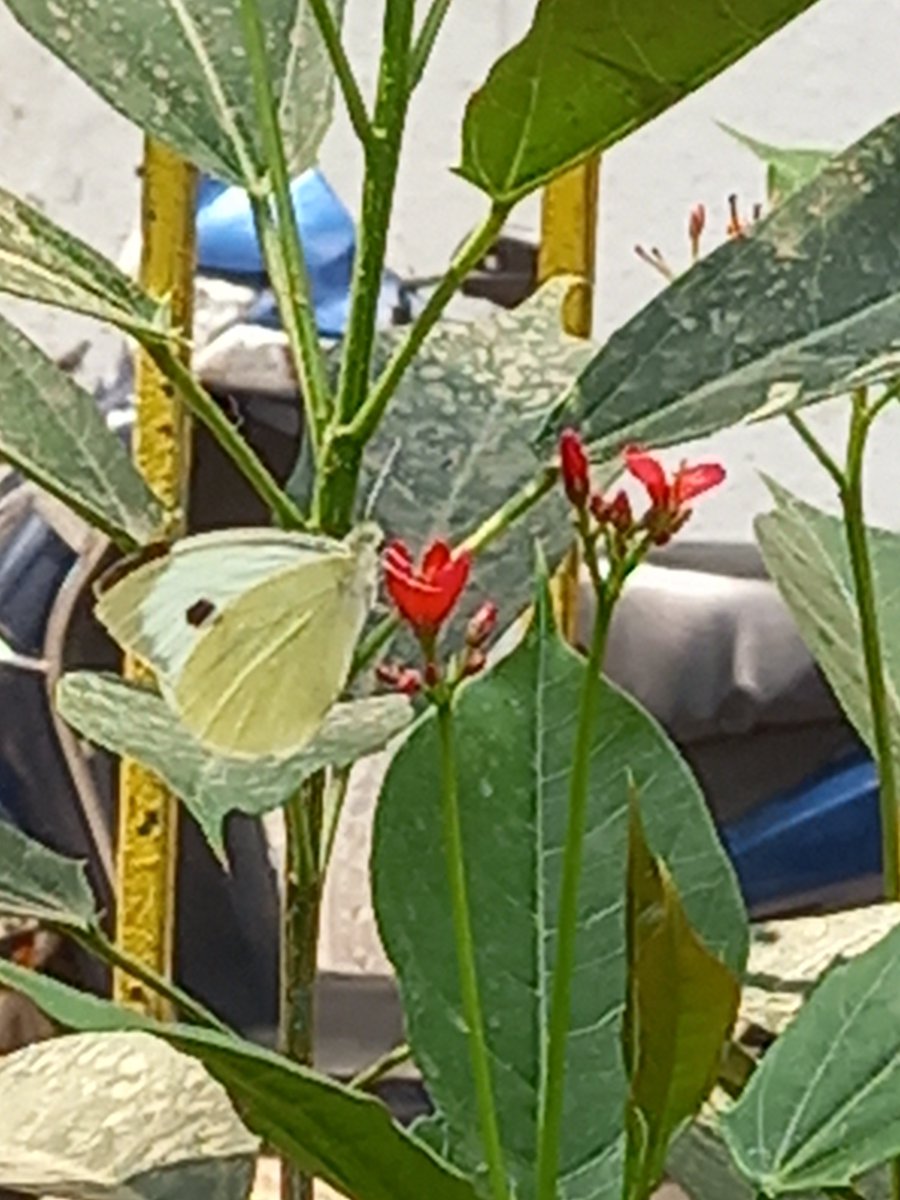 kavi_indoyahooc's tweet image. Good evening everyone..the butterfly clicked today morning so beautiful and delicate yet strong enough to fly and bring colors in our lives..let's follow them and learn to be resilient,,harmless,,,creator,and peaceful...#butterfly #flowers #motivating #peace #perseverance #蝶々