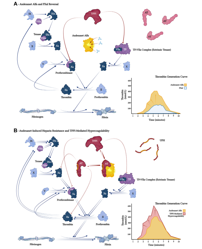 Emergent cardiac surgery after andexanet-reversal can lead to life-threatening heparin resistance and potential thrombotic complications.
⚠️ Maybe we should avoid FXaI reversal with andexanet in patients who might need urgent cardiac surgery!
👉 Read more doi.org/10.1016/j.jtha…
