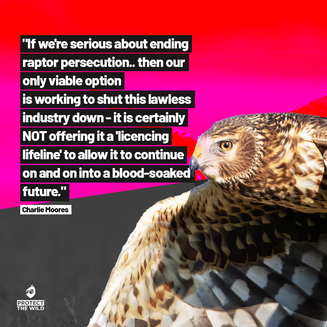 EndBirdShooting's tweet photo. RT if you agree and want to see an end to the bird shooting industry! https://t.co/pKGhZx7BdK