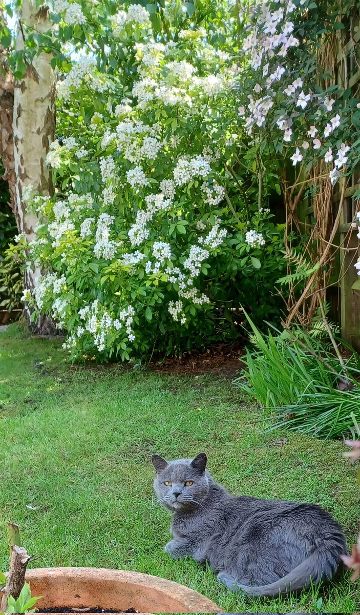 Enjoying the good weather 💛🐾 #CatsOfTwitter #CatsOfX #MondayMood #MondayMorning