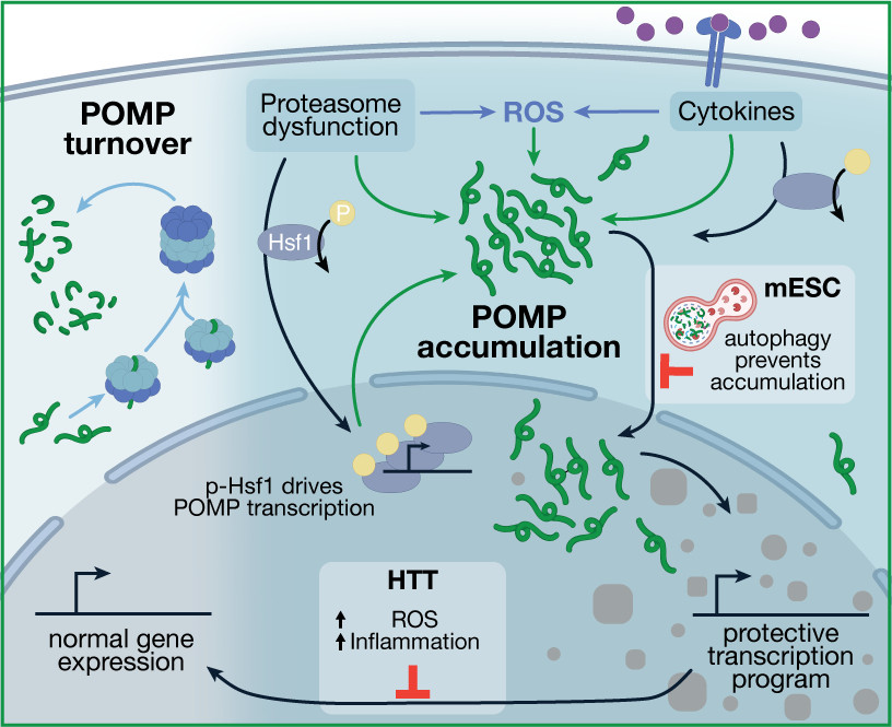 M.Mueller (@mueller_mara_) on Twitter photo New Preprint out !
The proteasome maturation factor POMP moonlights as a stress-induced transcriptional regulator
biorxiv.org/content/10.1...
Lead by: <a href="/StefanoGiando/">Stefano Giandomenico</a>
With: <a href="/Mueller_Mara_/">M.Mueller</a>, <a href="/erinschuman/">erin margaret schuma</a>, <a href="/Marc_vOo/">Marc van Oostrum</a> and many more
Short thread below 🧵1/4 New Preprint out !
The proteasome maturation factor POMP moonlights as a stress-induced transcriptional regulator
biorxiv.org/content/10.1...
Lead by: <a href="/StefanoGiando/">Stefano Giandomenico</a>
With: <a href="/Mueller_Mara_/">M.Mueller</a>, <a href="/erinschuman/">erin margaret schuma</a>, <a href="/Marc_vOo/">Marc van Oostrum</a> and many more
Short thread below 🧵1/4