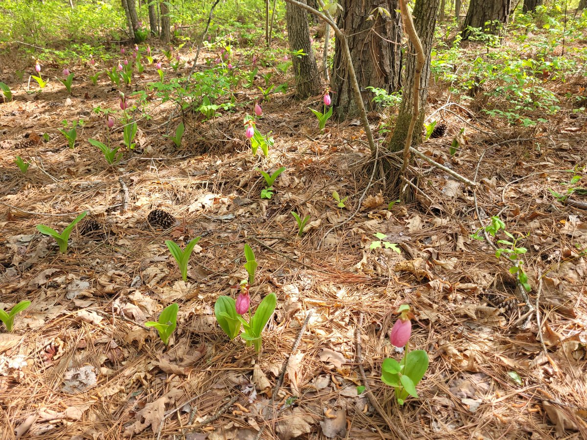 While walking a property in Cumberland County, private forester Wyatt L. showed DOF District Forester Dave P. a patch of lady's slippers (Cypripedium acaule) being preserved during ongoing management work. They also encountered a ratsnake (Pantherophis quadrivittatus). 🐍🌸