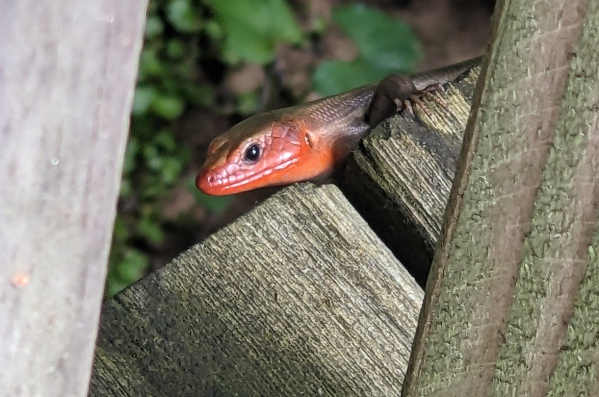 April is the perfect month to explore the natural beauty surrounding Lincoln's birthplace. His childhood home in Kentucky was shaped by nature and the land. Walk through the park’s wooded trails and imagine what young Lincoln would have seen growing up here. Photo: R Jones