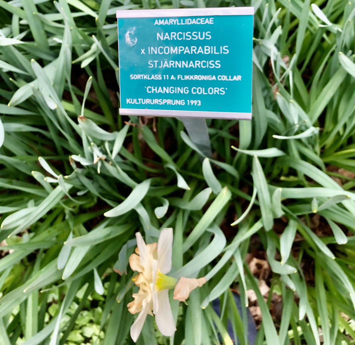 Mitch de Leon (@m1tchdeleon) on Twitter photo 