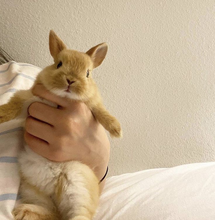 Miren, se llama Vainilla, así lo llamó su mami (koko)