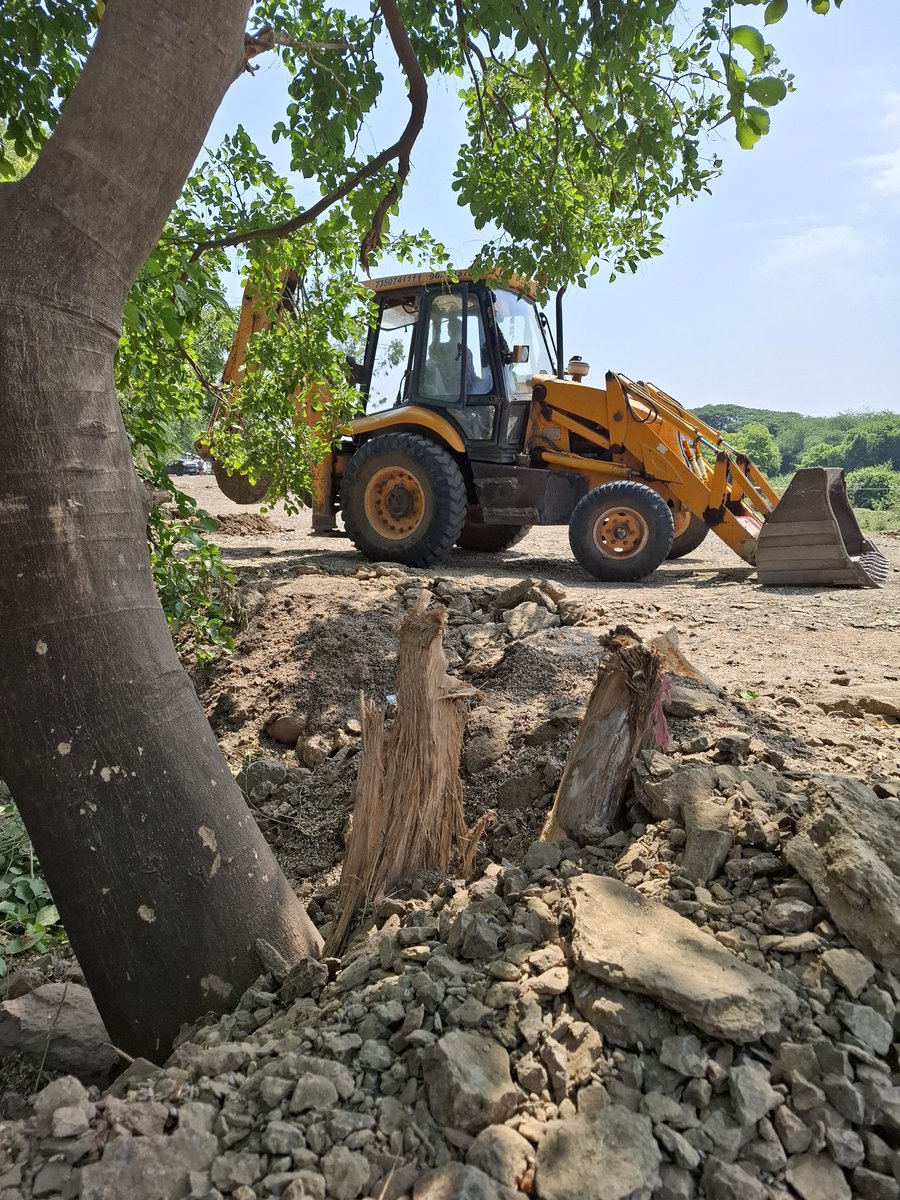 After burying the old native tree on the banks of Mula river &amp; chopping it's branches, the JCB is digging a pit to plant a new sapling of a decorative tree.
This is the story of Pune and Pimpri-Chinchwad River Front Development.
Is it not our responsibility to stop this nonsense?