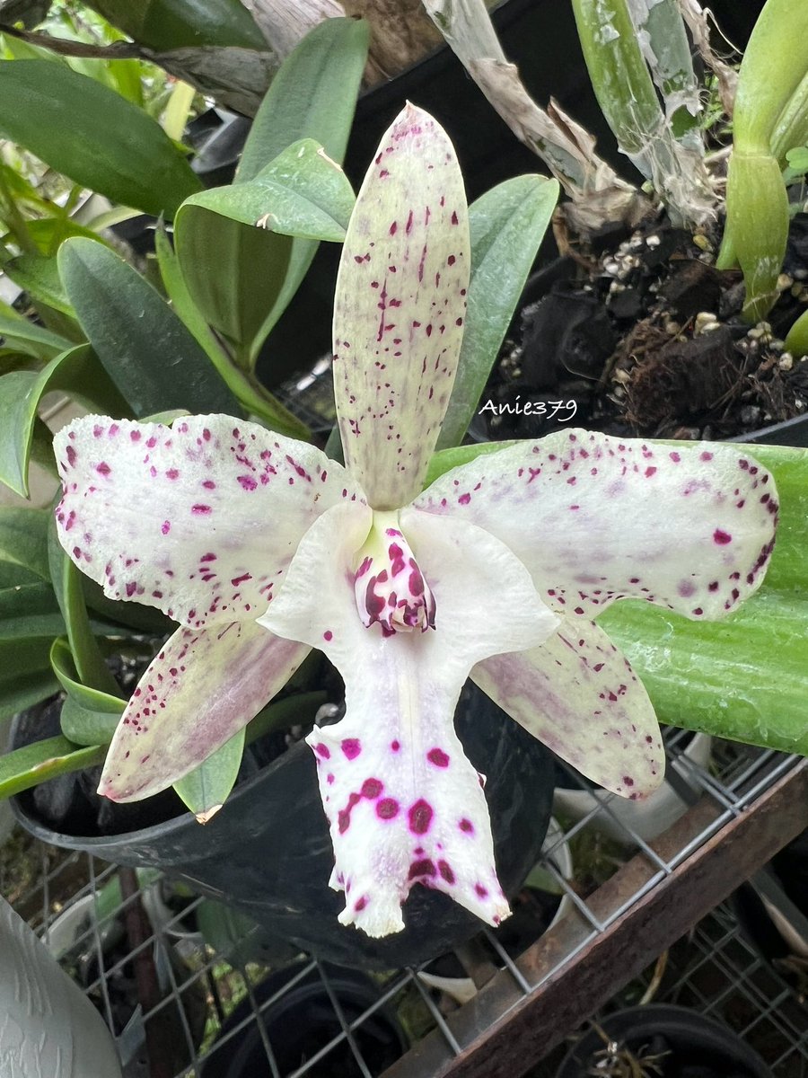 anie_379's tweet photo. Another catleya that don’t have ID 🤧😔 only single flower. Beautiful! 😍🥰 #orchids #orchidslovers #catleya https://t.co/rey1rsAMW4