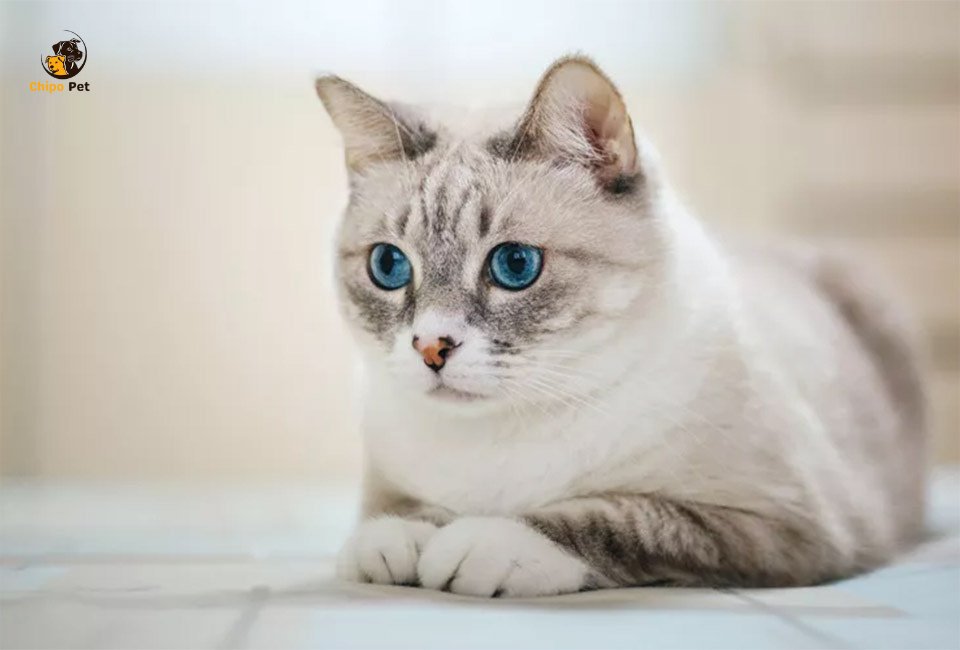 chipopetcom's tweet photo. The cat American Wirehair is a true testament to nature’s surprises. Join us as we explore their origin, unique coat, charming traits, and why they might just be the perfect addition to your family! #chippopet #chipo #pet #dog #AmericanWirehair

Read more: https://t.co/GT38dKYQH9 https://t.co/PQul3vduyX