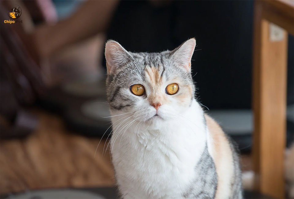chipopetcom's tweet photo. The cat American Wirehair is a true testament to nature’s surprises. Join us as we explore their origin, unique coat, charming traits, and why they might just be the perfect addition to your family! #chippopet #chipo #pet #dog #AmericanWirehair

Read more: https://t.co/GT38dKYQH9 https://t.co/PQul3vduyX