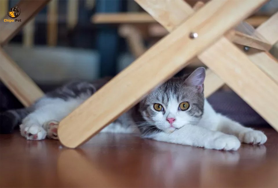 chipopetcom's tweet photo. The cat American Wirehair is a true testament to nature’s surprises. Join us as we explore their origin, unique coat, charming traits, and why they might just be the perfect addition to your family! #chippopet #chipo #pet #dog #AmericanWirehair

Read more: https://t.co/GT38dKYQH9 https://t.co/PQul3vduyX