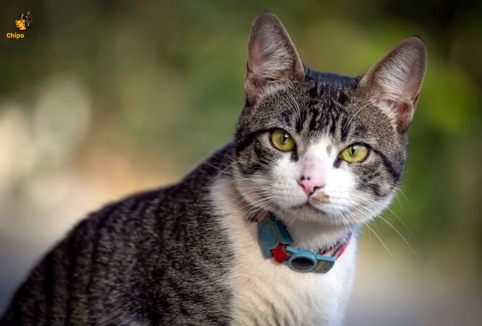chipopetcom's tweet photo. The cat American Wirehair is a true testament to nature’s surprises. Join us as we explore their origin, unique coat, charming traits, and why they might just be the perfect addition to your family! #chippopet #chipo #pet #dog #AmericanWirehair

Read more: https://t.co/GT38dKYQH9 https://t.co/PQul3vduyX