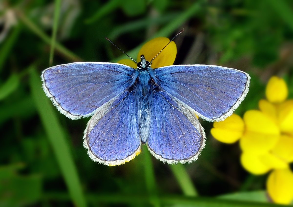 BC_Cumbria's tweet photo. First branch Common Blue report in 2025! See record at https://t.co/tmdNSOtE7t (file photo). https://t.co/DIufnlp9Zz